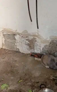 یک جفت خرگوش بالغ