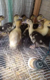 فروش اردک خارجی۴۵روز