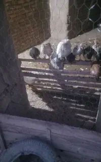جوجه فروش