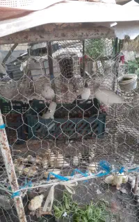 فروشی کبوتر مسافتی