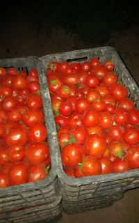 گوجه محلی  درجه یک جهت رب و بازاری