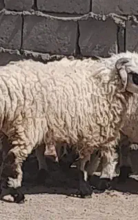 قوچ چاق قربانی