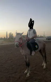 اسب فریزین و عرب بدون اخلاق بد