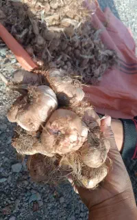 پیاز زعفران مرغوب بدون قارچ کنه