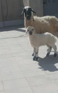 میش زاییده