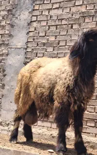 کووه نر ودوتا بز جوان دونه ۱۱