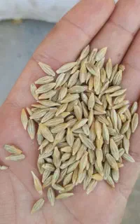 جو کردی دیم