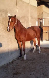 اسب