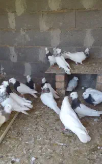 کبوتر