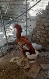 خروس لاری