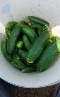 خیار سالادی تازه