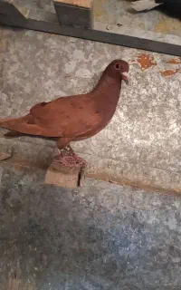 کبوتر گلی دم سفید