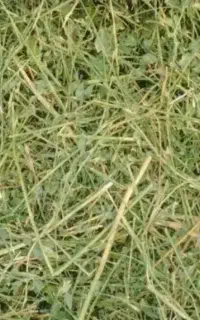 یونجه