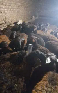 حیوانات بره نر