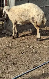 توقلی ماده بروجردی مخصوص داشتی