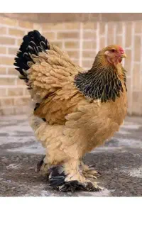 جوجه برهماوجوجه گلین ومحلی