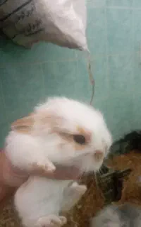 بچه خرگوش لوپ