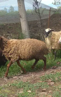 فروش گوسفند