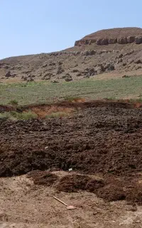 کود حیوانی