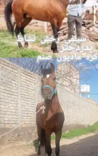 اسب  یورقه توند درجه یک