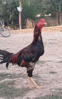 خروس لاری