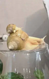 حلزون یکی بخر دوتا ببر