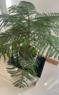 کااج مطبق
