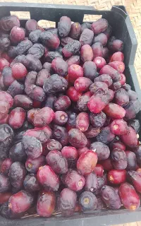 مضافتی