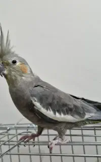 عروس هلندی ماده