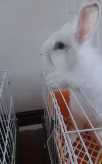 خرگوش