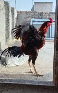 خروس لاری