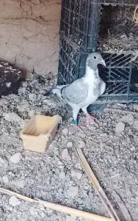کبوتر گمشده