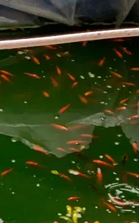 ماهی قرمز