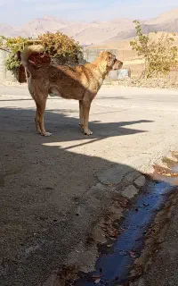 سگ گ.م