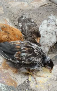 جوجه محلی اصل ( زیر مرغی ) سن دوماهه به بالا