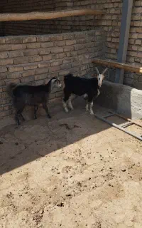 بزبزقاله