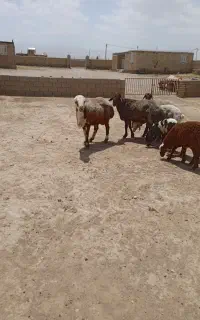 قوچ