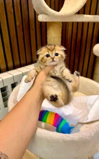 گربه فانتزی و با مزه