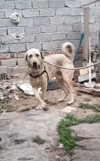 توله عراقی
