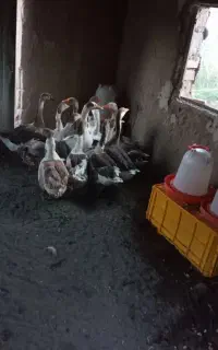 ۱۴عدد غاز به فروش میرسد