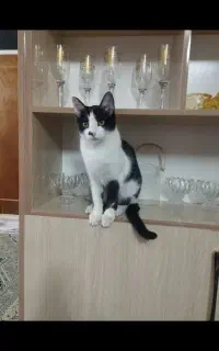 گربه