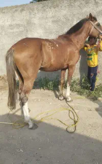 اسب