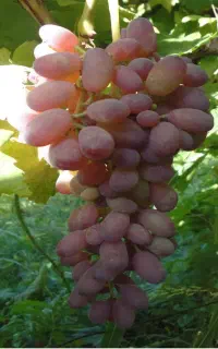فروش انگور تبرزه
