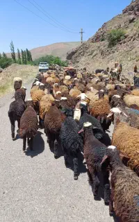 بره قوچی فشندی همو هترو