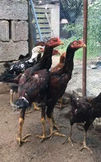 لاری اصل مرغ با خروس