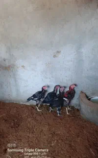 فروش مرغ وخوروس