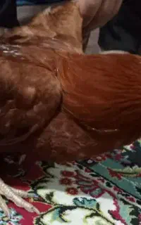 خروس محلی درشت سرحال