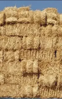 پرس گندم تمیز بدون علف وخار