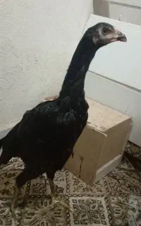 سه عدد جوجه لاری اصیل پشت دار