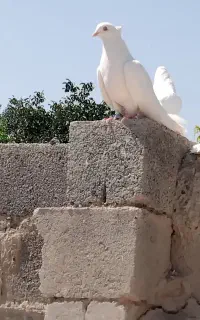 کبوتر سفید